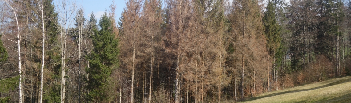 Ein vom Borkenkäfer stark befallener Waldrand